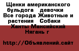 Щенки американского бульдога ( девочки) - Все города Животные и растения » Собаки   . Ханты-Мансийский,Нягань г.